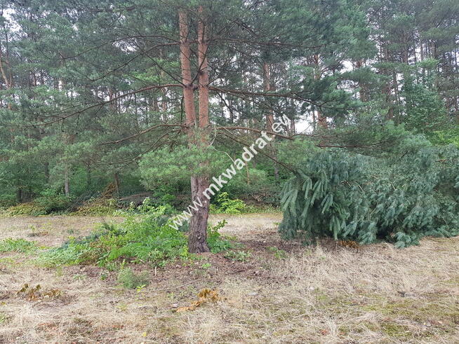 Okolice Grodziska Maz 1600m2 od mkwadrat.eu