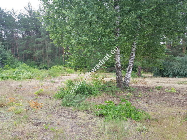 Okolice Grodziska Maz 1600m2 od mkwadrat.eu