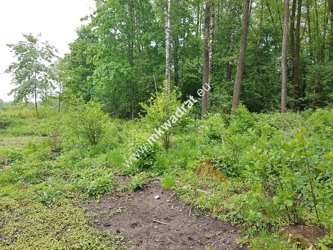 DZIAŁKA ZADRZEWIONA O REGULARNYM KSZTAŁCIE