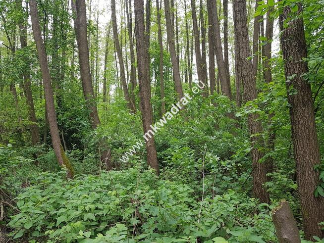 Korabiewice działka leśna