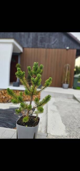 Dom w Beskidach z sauną i balią, 85 m² – gotowy do zamieszkania lub do wynajmu, Sucha Beskidzka ul.