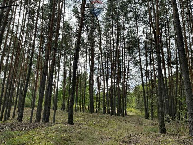 Działka siedliskowa