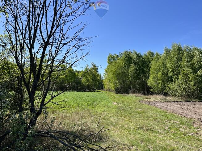 Działka rolna z samosiejkami