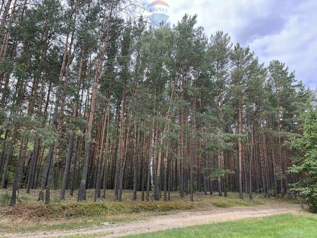 Działka rolna z samosiejkami