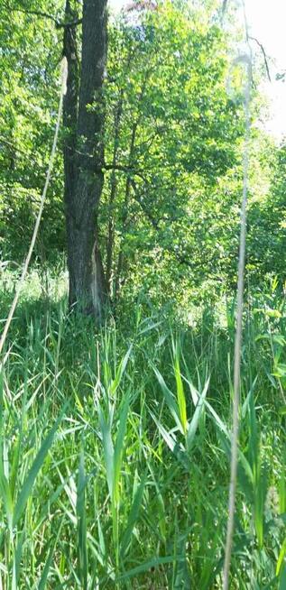 Działka z linią brzegową, siedlisko z sadem i las