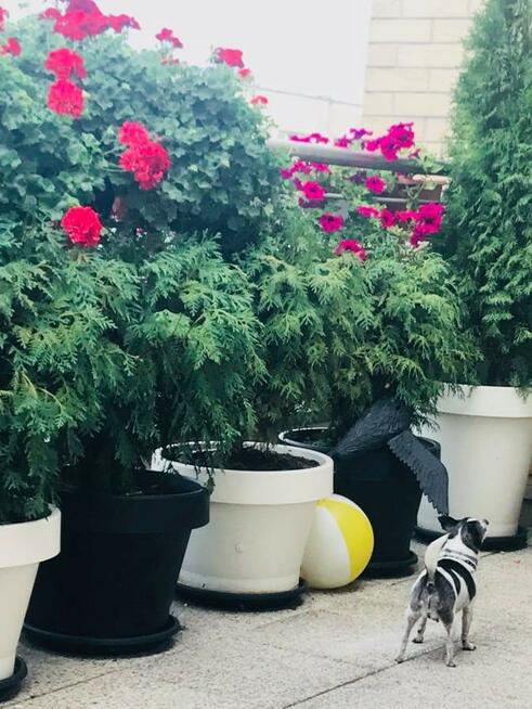 Mieszkanie Warszawa gm. Mokotów Mokotów, Rajska