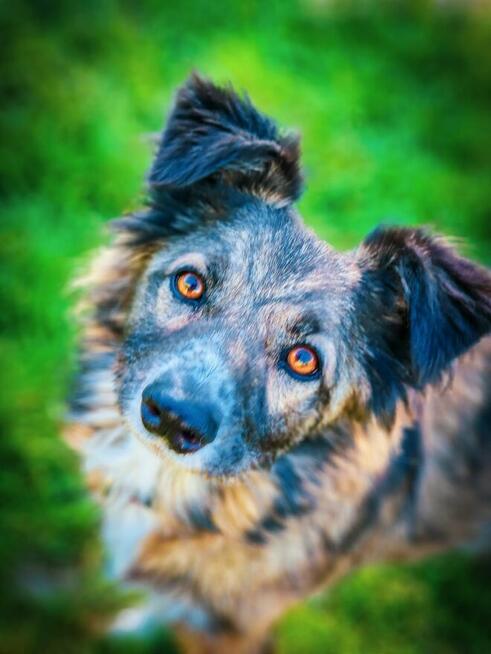 Senior FALKO czeka na Ciebie