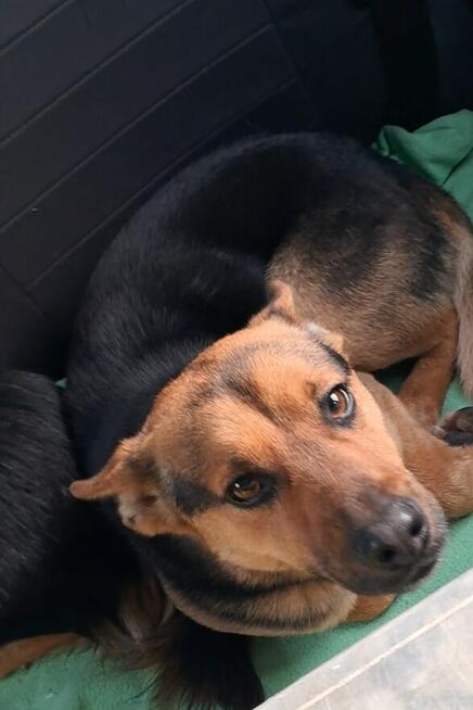 Abi i Neo szukają domu