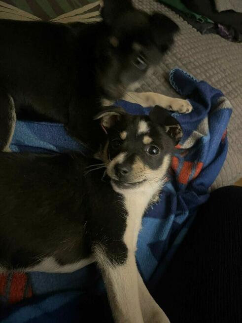 Oddam 2 szczeniaki w dobre ręce.