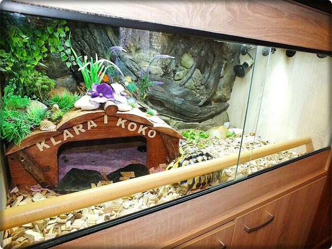 Duże Terrarium z szafką + Żółw Grecki i Stepowy z dokumentam