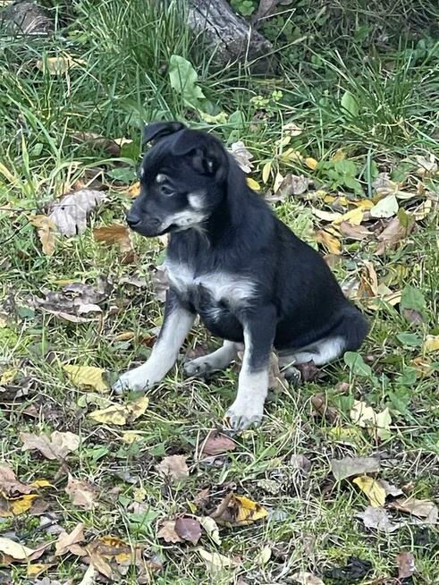 Oddam 2 szczeniaki w dobre ręce.