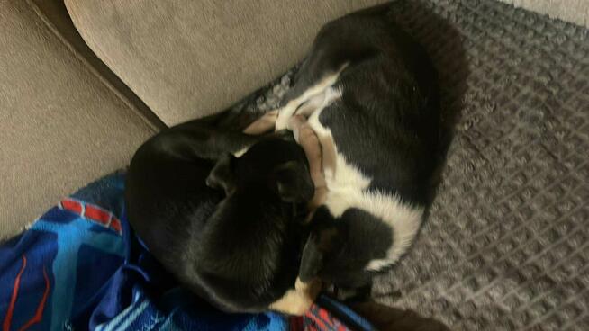 Oddam 2 szczeniaki w dobre ręce.