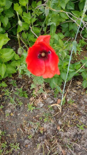 Szukam Dziewczyny (58-74lat)