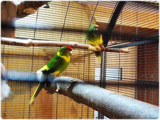 Ogromna Duża Klatka - Woliera + Papugi parka lęgowa Modrolo