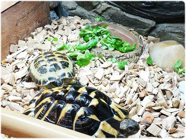 Duże Terrarium z szafką + Żółw Grecki i Stepowy z dokumentam