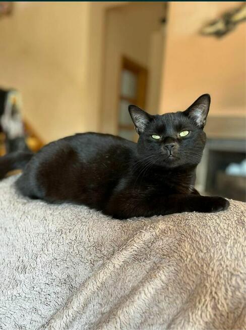 Maksio około 2 letni kotek szuka domu