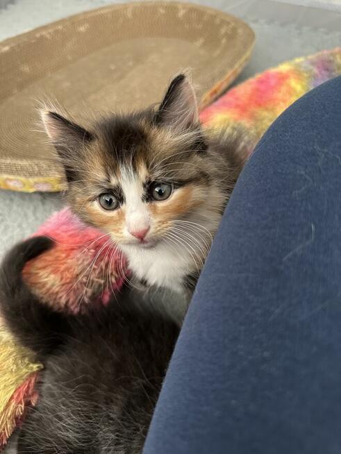 Kocięta syberyjskie rodowodowe