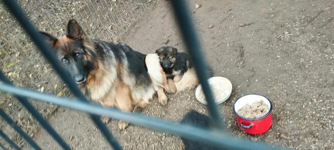 Suczka Owczarka Niemieckiego