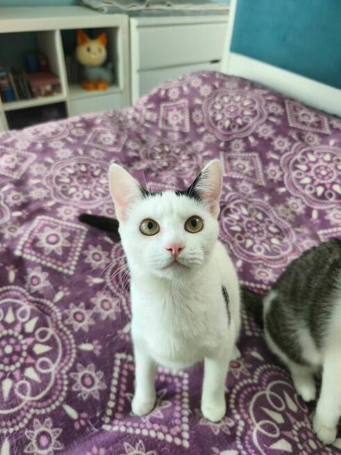 Kropka 11 miesiecy koteczka szuka domku