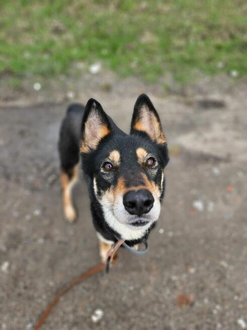 NUTKA szuka swojej piosenki– może twój dom da jej dźwięki?