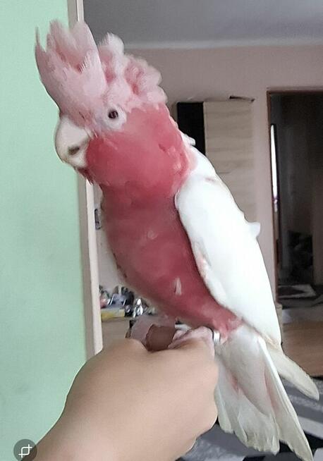 Kakadu różowe lutino