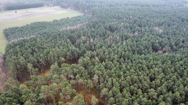 Działka leśna Gorzakiew gm. Gnojno