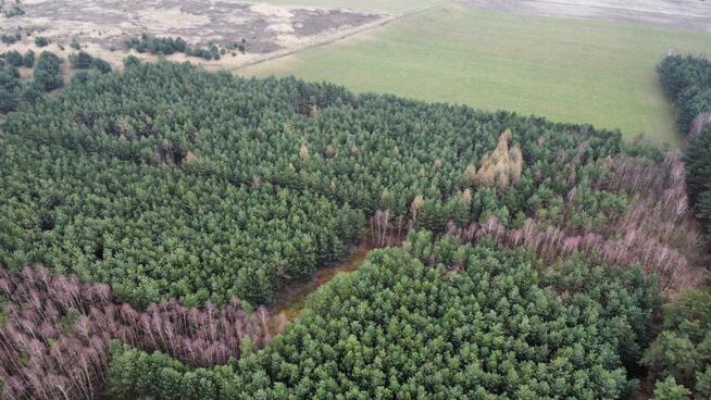 Działka leśna Gorzakiew gm. Gnojno