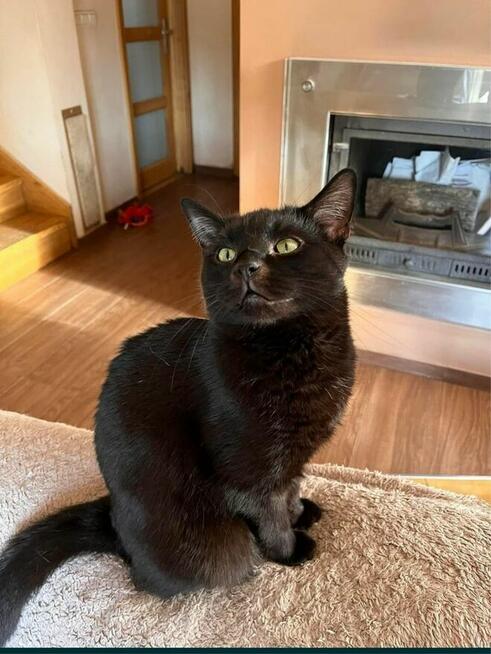 Maksio około 2 letni kotek szuka domu