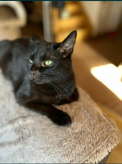 Maksio około 2 letni kotek szuka domu