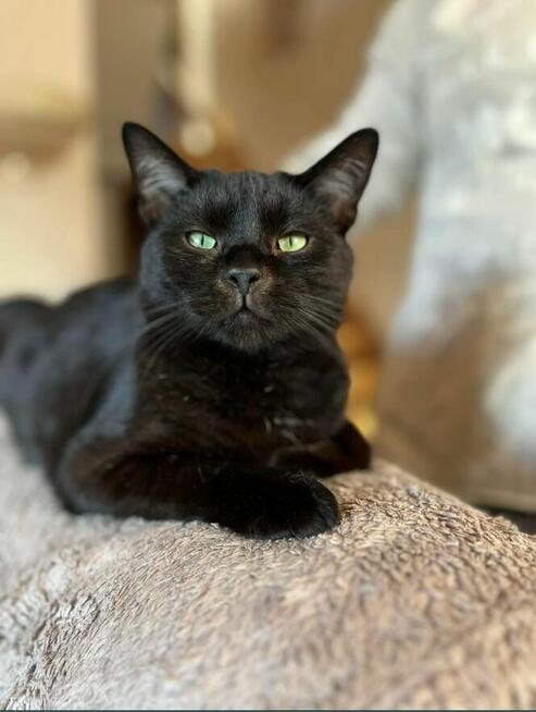 Maksio około 2 letni kotek szuka domu