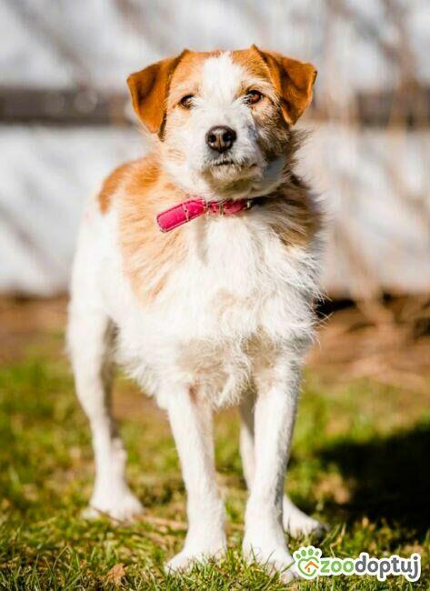 CYKUŚ - piękny terrier szuka mądrego domu