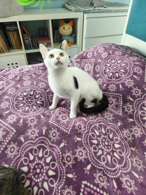 Kropka 11 miesiecy koteczka szuka domku