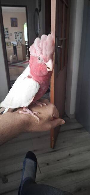 Kakadu różowe lutino