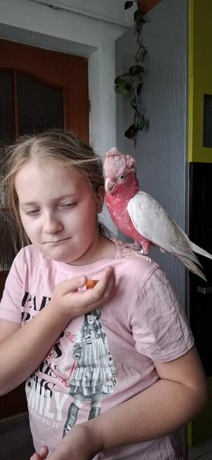 Kakadu różowe lutino