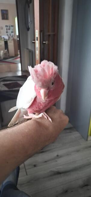 Kakadu różowe lutino