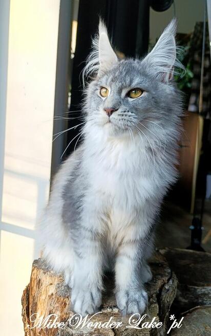Czarny srebrzysty tikowany Maine Coon - hodowlany - FPL