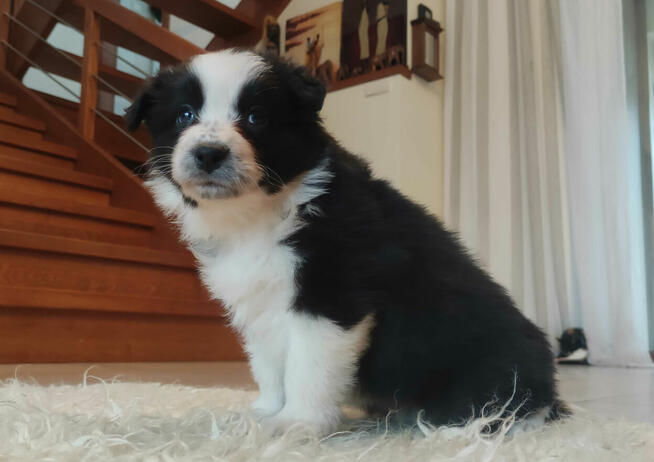 Rasowa suczka BORDER COLLIE z Hodowli - pełną dok. przebadan