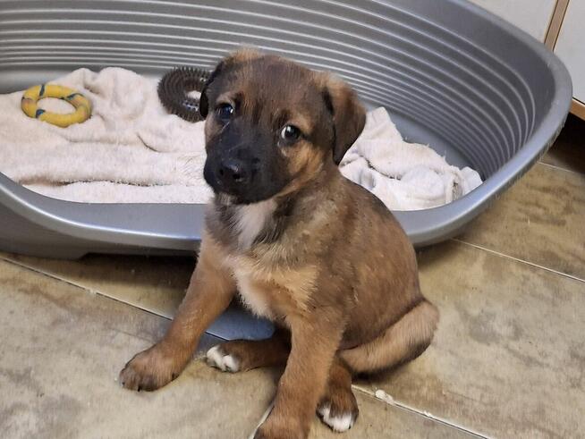 Szczeniak AMIK czeka na dom