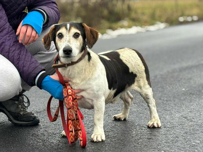 Łaciaty psi senior Lucek