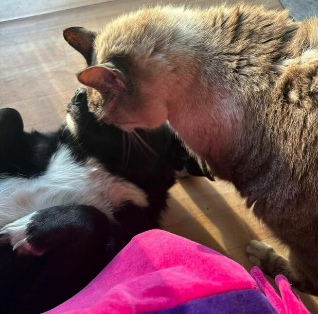 *** Psy oraz kot szukają nowego domu ***