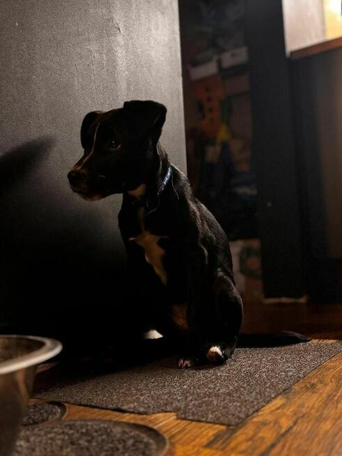 Pepsi- czarna jak węgielek suczka-szczeniak do adopcji