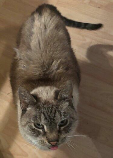 *** Psy oraz kot szukają nowego domu ***