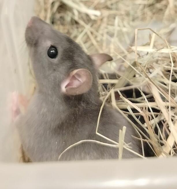 Szczur Szczurek Szczury Szczurki Młode