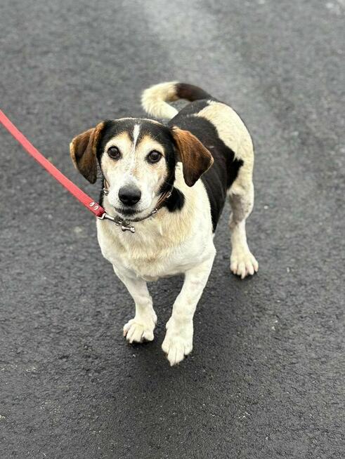 Łaciaty psi senior Lucek