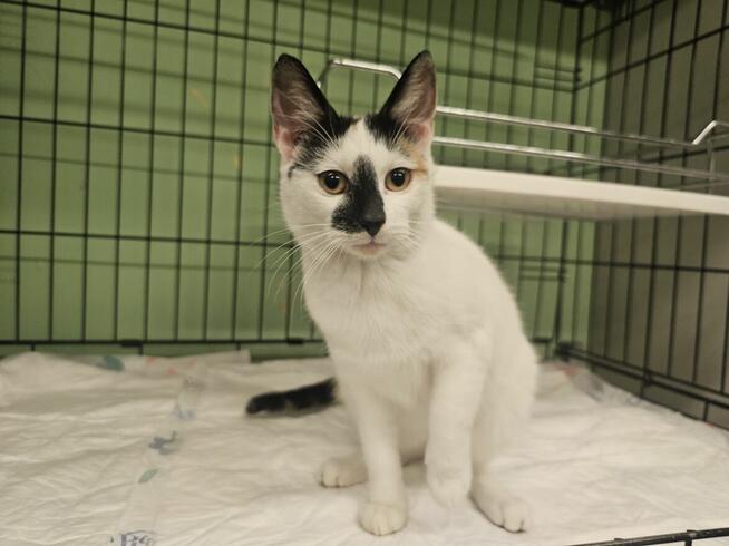 Szogunka - młoda, łagodna i miziasta kotka