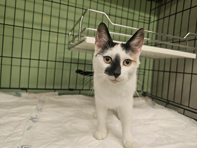 Szogunka - młoda, łagodna i miziasta kotka