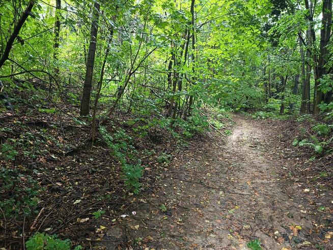 Nieruchomość gruntowa z zabudową - Wierzchowiska - 50%