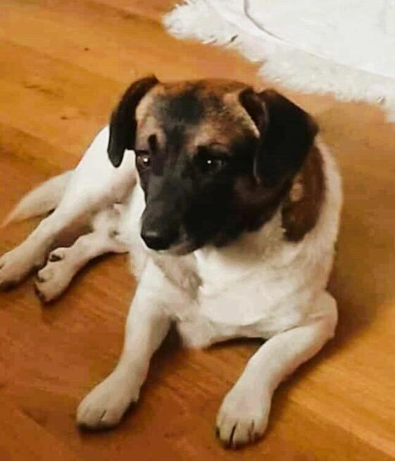 SZAFIR - niewielki psiak szuka domu po śmierci Pana