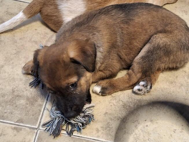 Szczeniak AMIK czeka na dom