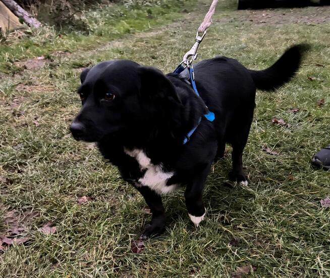 *** Psy oraz kot szukają nowego domu ***